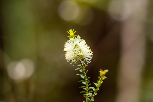 Native plants growing in the bush in tasmania australia