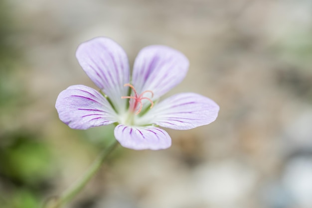 Native species of Single Flower Cranesbill living at Hehuan Mountain in the daytime