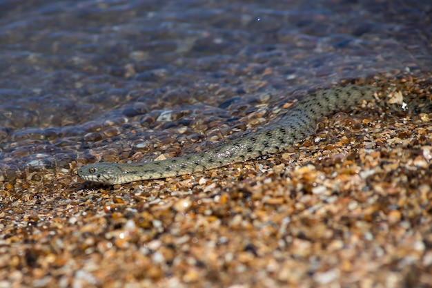 Photo natrix tessellata water snake on the beach