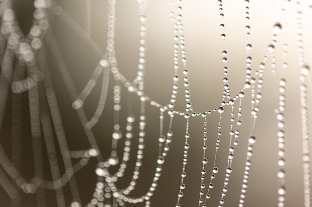 Natural abstract background with crystal dew drops on a spider web.