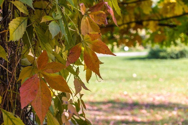 natural autumn background.  colorful leaves of wild grapes close-up.  place for text