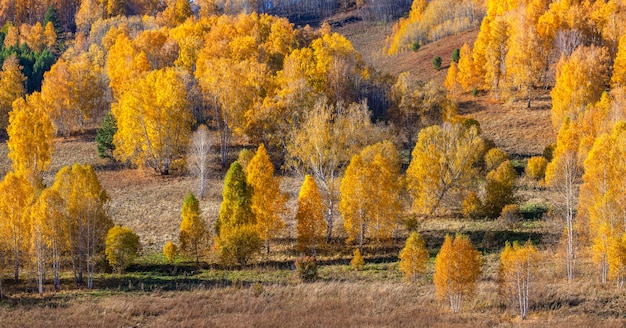 Natural autumn background forested hillside