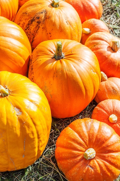 Natural autumn fall view pumpkin on eco farm background inspirational october or september wallpaper