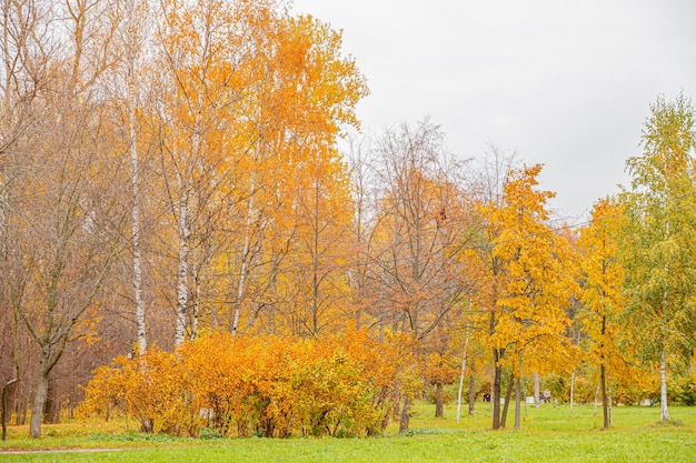 Natural autumn fall view of trees with yellow orange leaf in forest or park Trees with colorful foliage during autumn season Inspirational nature in october or september Change of seasons concept