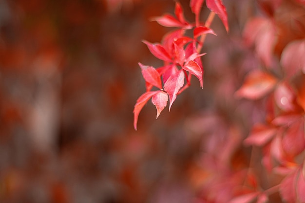 Natural autumn fragment with space for text. Beautiful red leaves of weaving grapes