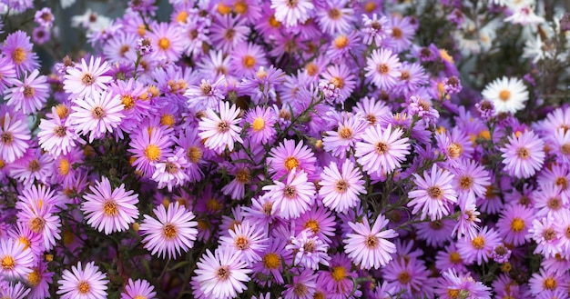 The natural backdrop of fall flowers September Aster purple