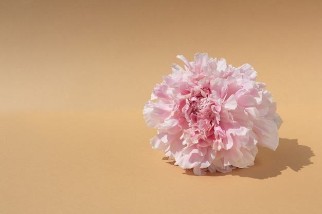 Natural backdrop Peony flower bud