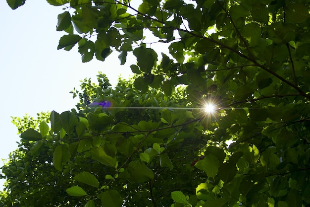 Natural backdrop with tree branches and sun light