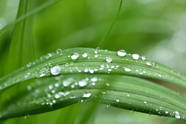 Natural background After rain, Leaf drops background