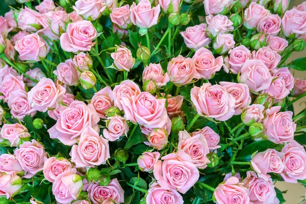 Natural background of beautiful pink roses Fresh flowers