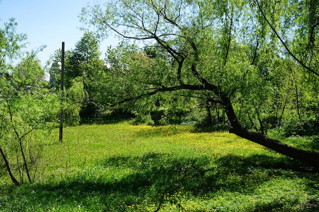 Natural background Blooming dandelions in the spring park