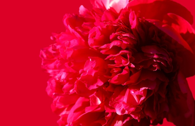 natural background of bright pink peony petals with selective focus