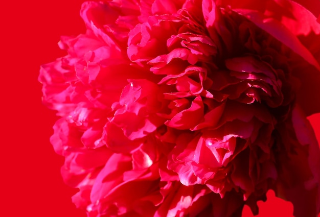 natural background of bright red peony petals with selective focus