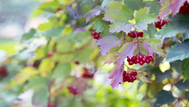 Natural background bright red viburnum berries and colorful leaves