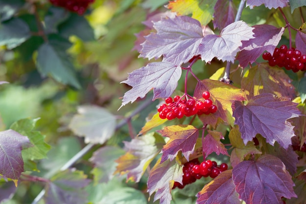 Natural background bright red viburnum berries and colorful leaves