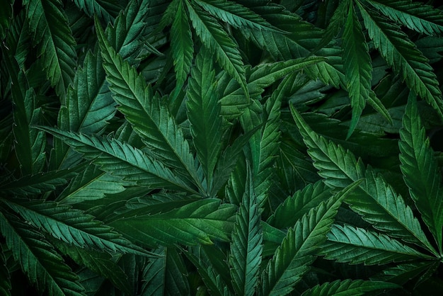 Photo natural background close-up of a green leaf of marijuana cannabis