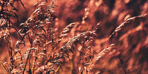 Natural background concept. Scene with wild grass on a sun light on blurred nature background