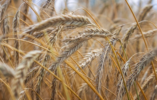 Natural background of ears of corn.