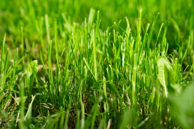 Natural background of fresh green luscious grass