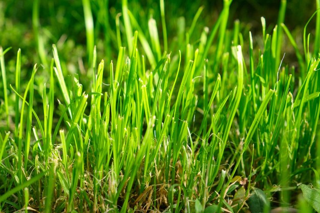 Natural background of fresh green luscious grass