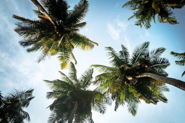 Natural background from Boracay island with coconut palms tree leafs, blue sky and clouds Travel Vacation. long palm leaves on blue sky background with white clouds. under the palms. Bottom view