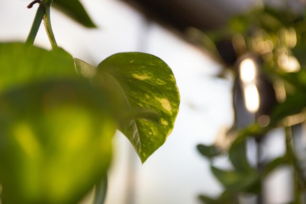 Natural background from glossy green leafs of ivy plant in greenhouse