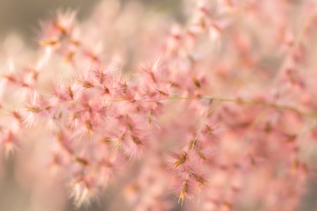 Natural background from grass flowers