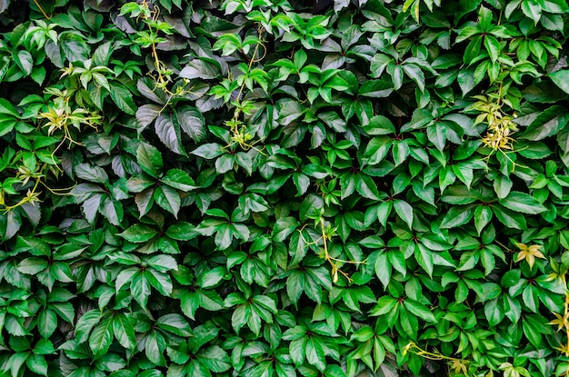 Natural background from leaves walls are covered with green leaves of wild ornamental grapes