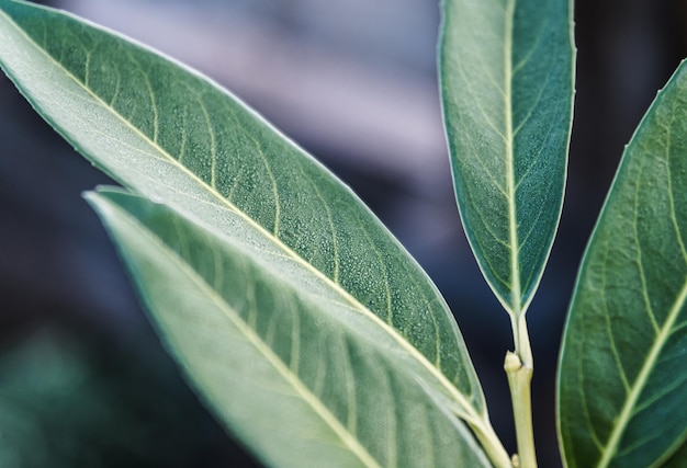 Natural background green leaves. Plant leaf selective focus.