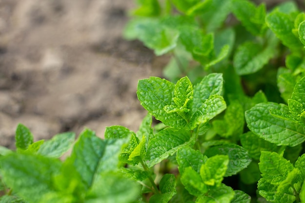 Natural background mint bushes in closeup on a defocused background