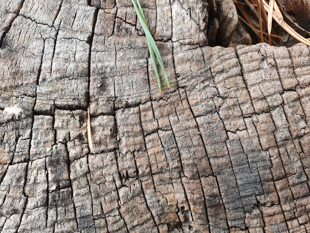 Natural background of old wood close up