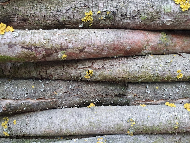 Natural background of old wood close up