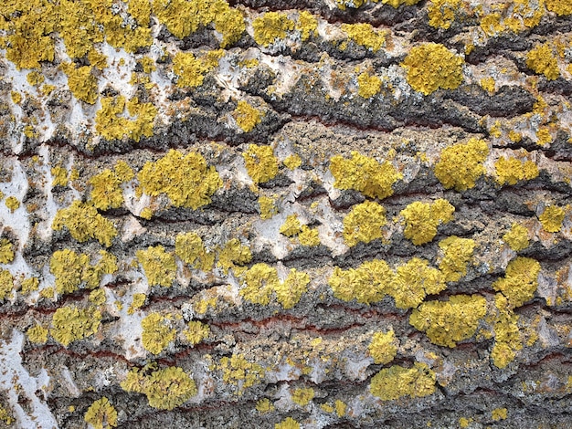 Natural background of old wood close up