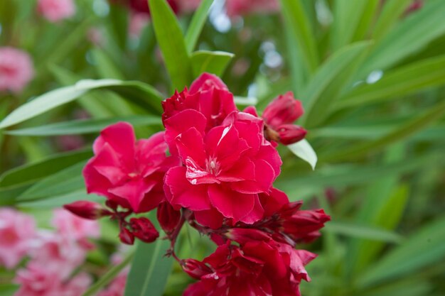 Natural background of Oleander Nerium Pink tropical flowering ornamental plant Soft focus