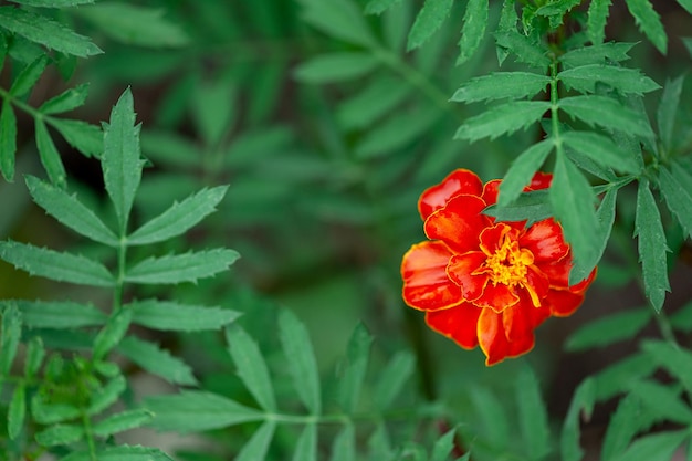 Natural background of orange marigold flower