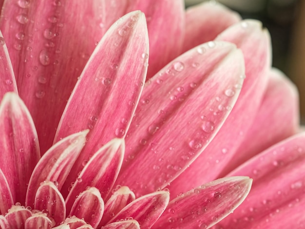 Natural background of pink flower close-up