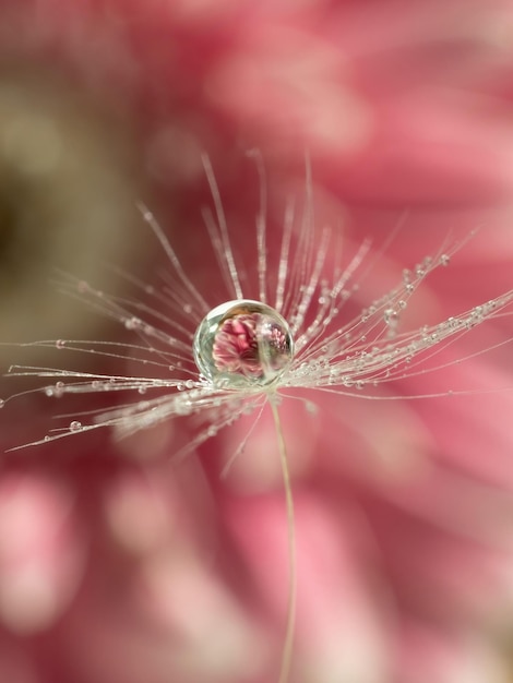 Natural background of a pink flower in a drop of water on a dandelion fluff close-up