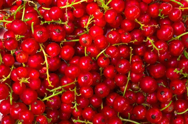 Natural background of red currant berries