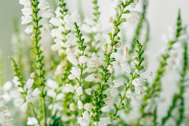 Natural background small white flowers on a white background