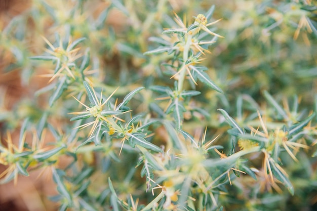 Natural background and texture. The plant is covered with thorns. A wild flower. Dried flower or cactus.