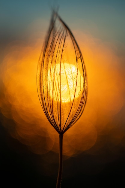 Natural background texture of the setting sun and macro fluff as a screensaver