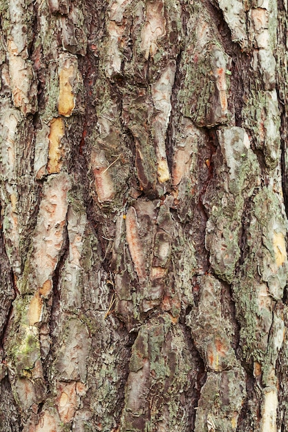 Natural  background texture of tree bark