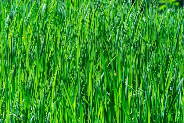 Natural background thickets of green grass sedges illuminated by the sun