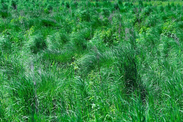 Natural background thickets of green grass sedges illuminated by the sun