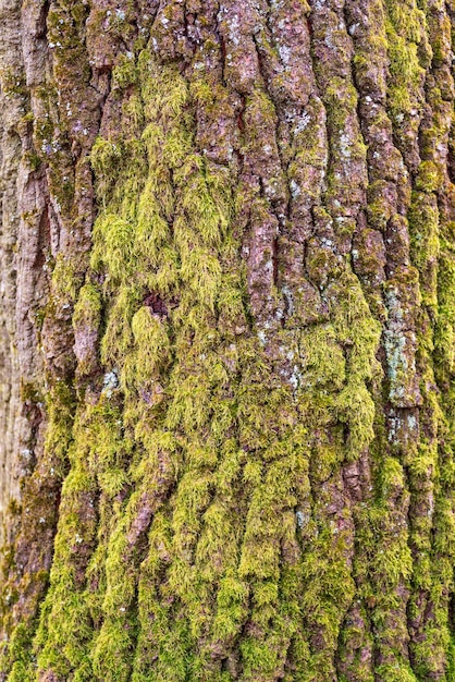 Natural background of tree bark texture