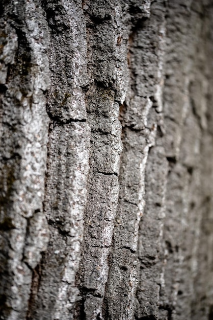 Natural background of tree bark texture