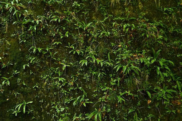 Natural background - a vertical rock in a tropical forest, completely covered with a variety of hygrophilous vegetation, mosses and ferns