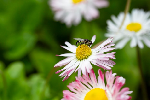 Natural background with blossoming daisies bellis perennis Soft focus