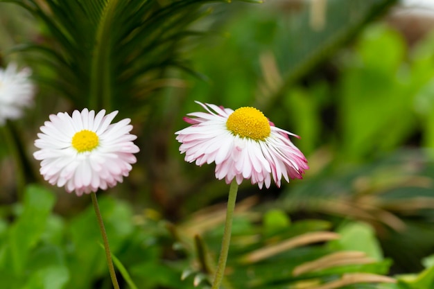 Natural background with blossoming daisies bellis perennis Soft focus