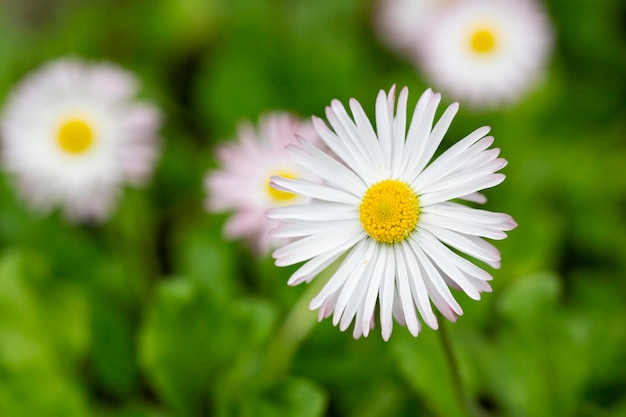 Natural background with blossoming daisies bellis perennis Soft focus